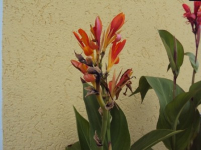 Canna orange Aug´10kom.JPG