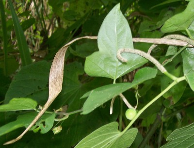 Unbekannte Passiflora von Ecuador 1F.jpg