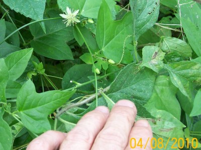 Unbekannte Passiflora von Ecuador 1E.jpg
