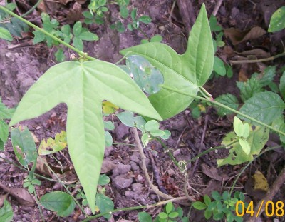 Unbekannte Passiflora von Ecuador 1D.jpg