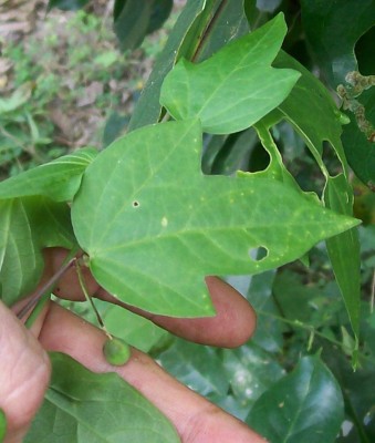 Unbekannte Passiflora von Ecuador 1C.jpg