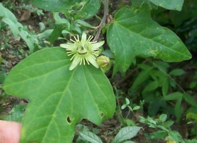 Unbekannte Passiflora von Ecuador 1B.jpg