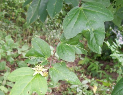 Unbekannte Passiflora von Ecuador 1A.jpg