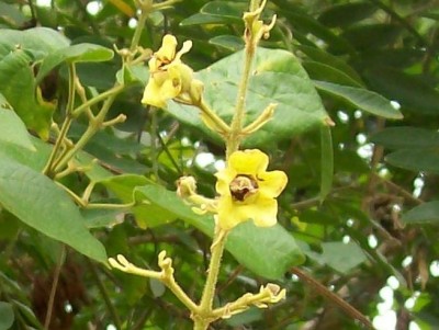45. Unbekannte von Ecuador, Ranker 8B.jpg