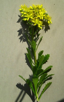 IMAGE0006-a.jpg
