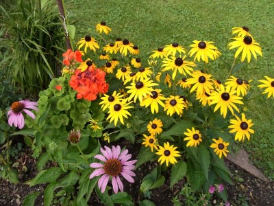 Roter und gelber Sonnenhut, Geranie, Löwenmaul.jpg