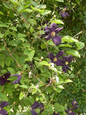 Clematis.jpg