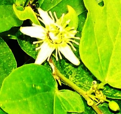 Unbekannte Passiflora von Ecuador 1I.jpg