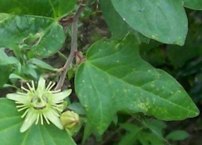 Unbekannte Passiflora von Ecuador 1H.jpg