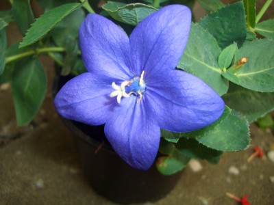 CIMG8565.JPG