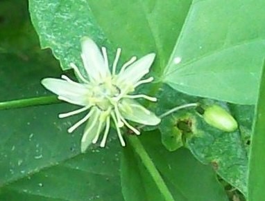 Unbekannte Passiflora von Ecuador 1G.jpg