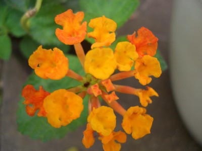 CIMG8564.JPG