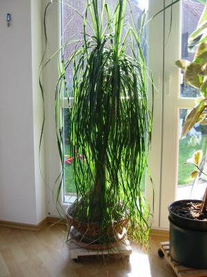 Pflanzen klein018.jpg
