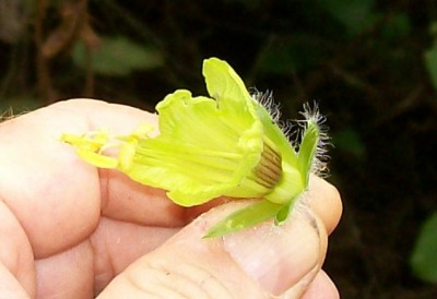 58. Unbekannte von Ecuador, Ranker 10C.jpg