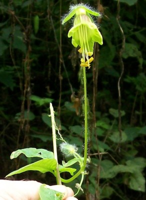 58. Unbekannte von Ecuador, Ranker 10B.jpg