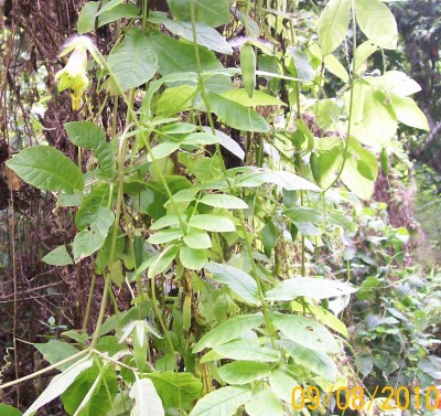 58. Unbekannte von Ecuador, Ranker 10A.jpg