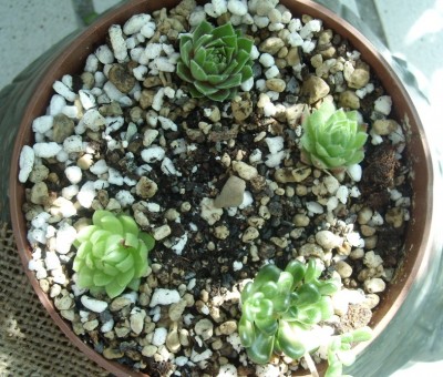 Semperv. u. Sedum.JPG