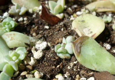 Graptoveria tibubans.JPG