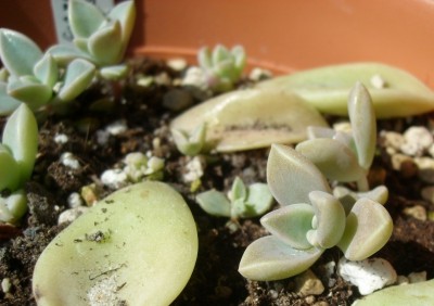 Graptopetalum paraguayense.JPG