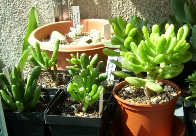 monströse Crassula.JPG