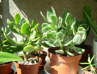 C. 'Sun Set' u. variegata.JPG