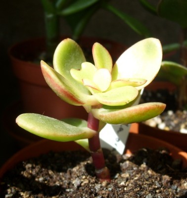 Crassula variegata 'lilith'.JPG