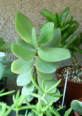 C.arborescens 'lilith'.JPG