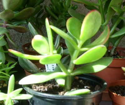 C. 'Hummel´s Sunset 'Black Desiree'.JPG