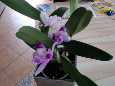 Cattleya 1-6.jpg