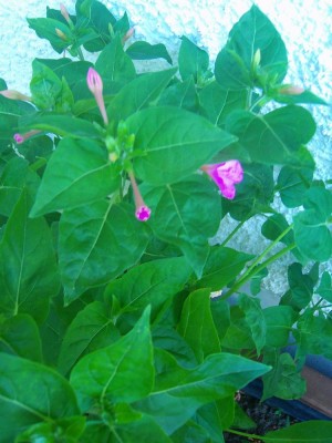 100D0220.JPG