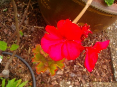 100D0279.JPG