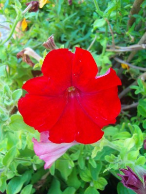 100D0225.JPG