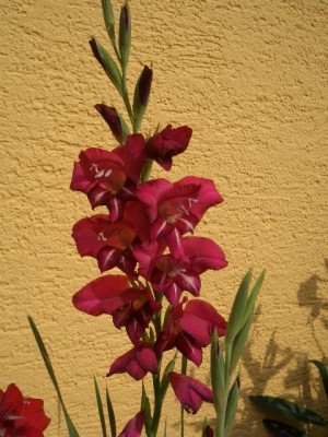 Gladiole.JPG