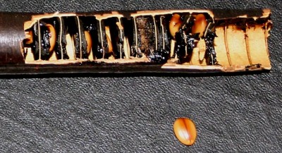 schote02.jpg