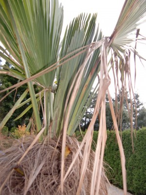 Wedel2 von Palme2.JPG