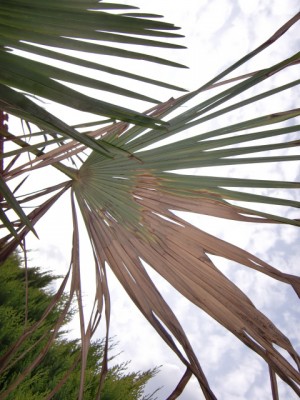 Wedel1 von Palme2.JPG