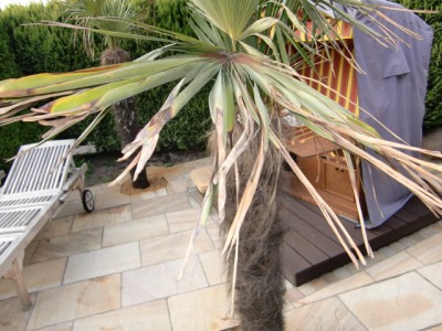 Wedel2 von Palme1.JPG
