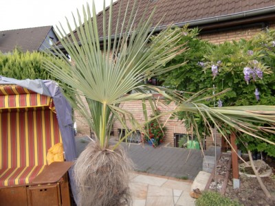 Wedel1 von Palme1.JPG
