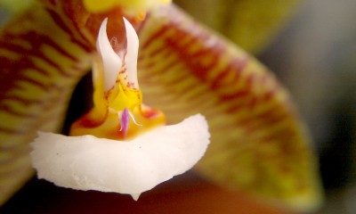 Phalaenopsis cornu-cervi 3.jpg