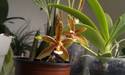 Phalaenopsis cornu-cervi 1.jpg