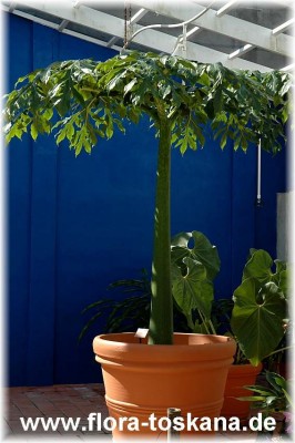 amorphophallus_titanium_2.jpg