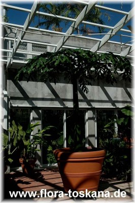 amorphophallus_titanium_1.jpg