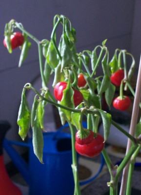 Tomatenchili1.jpg