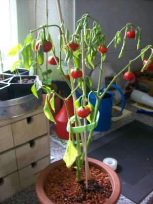 Tomatenchili2.jpg