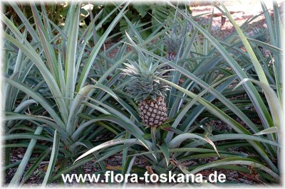 ananas_comosus_3a.jpg