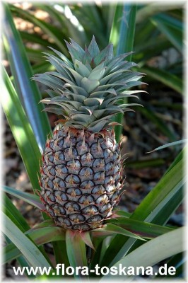 ananas_comosus_7.jpg