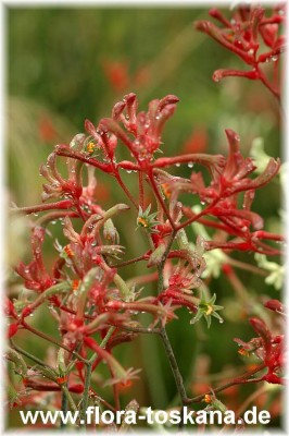 anigozanthus_flavidus_1.jpg