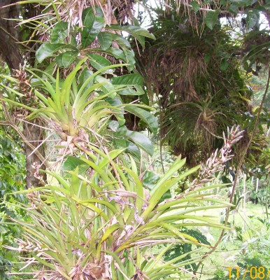 Crescentia cujete 1 überdeckt mit Bromelien 3.jpg