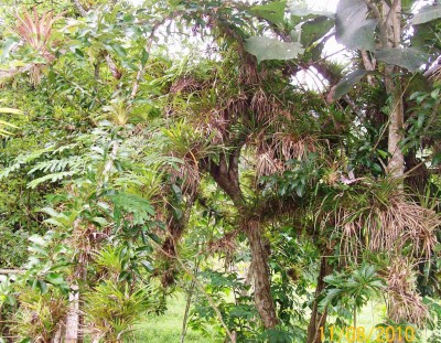 Crescentia cujete 1 überdeckt mit Bromelien 1.jpg