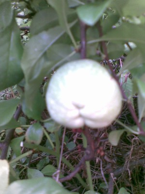 Bild249.jpg